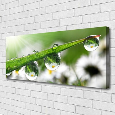 Tablou pe panza canvas Iarbă Picături de rouă Natura verde