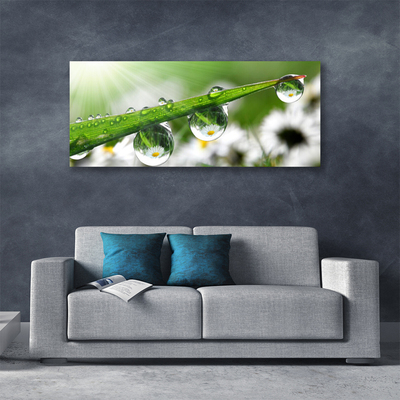 Tablou pe panza canvas Iarbă Picături de rouă Natura verde