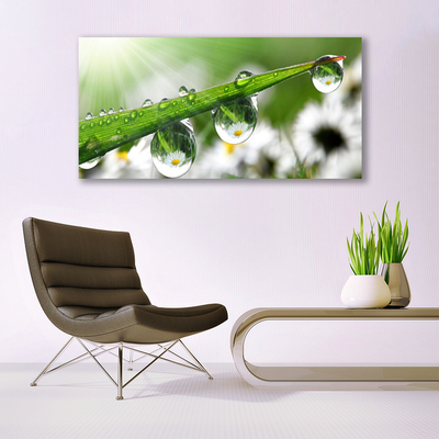 Tablou pe panza canvas Iarbă Picături de rouă Natura verde
