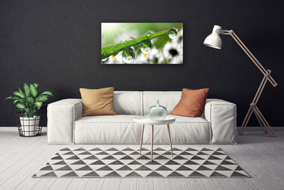 Tablou pe panza canvas Iarbă Picături de rouă Natura verde