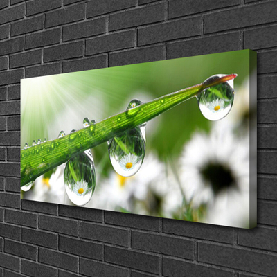 Tablou pe panza canvas Iarbă Picături de rouă Natura verde