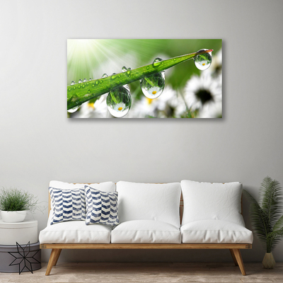 Tablou pe panza canvas Iarbă Picături de rouă Natura verde