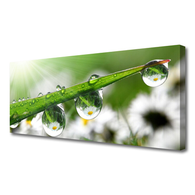 Tablou pe panza canvas Iarbă Picături de rouă Natura verde