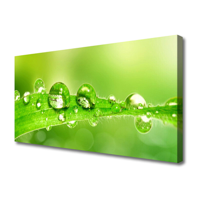 Tablou pe panza canvas Leaf Dewdrops Floral Verde