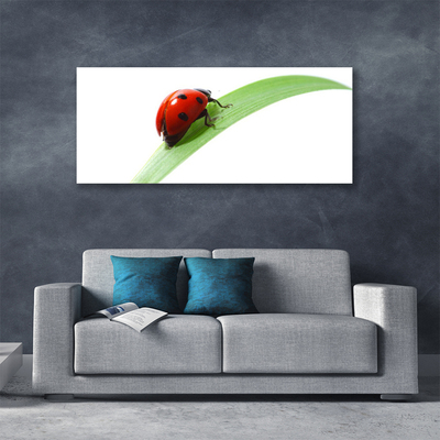 Tablou pe panza canvas Ladybird Beetle Natura Verde Roșu Negru