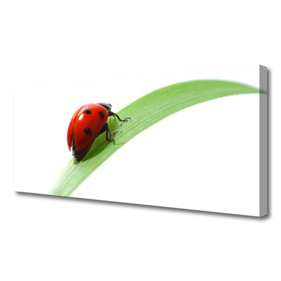 Tablou pe panza canvas Ladybird Beetle Natura Verde Roșu Negru