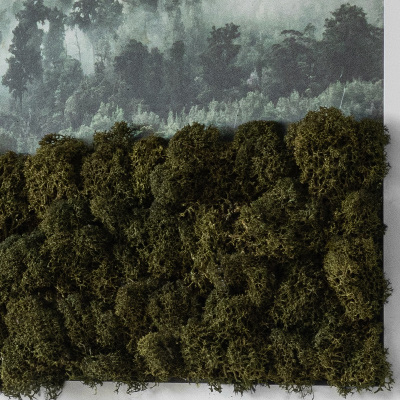 Tablou muschi licheni Pădure în ceață