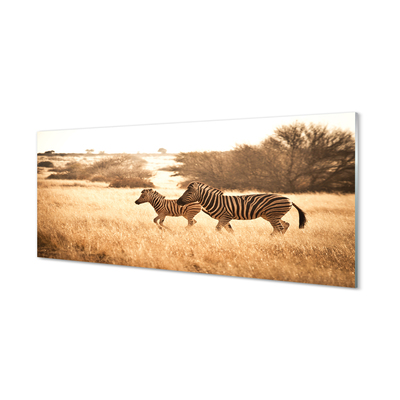 Tablouri pe sticlă Zebra câmp apus de soare