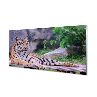 Tablouri pe sticlă Tiger într-o grădină zoologică