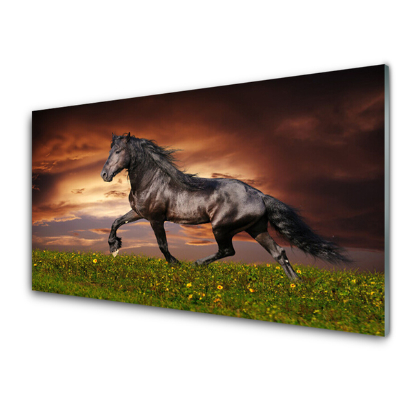 Tablou pe sticla Black Horse Meadow Animale Negru Verde Roșu