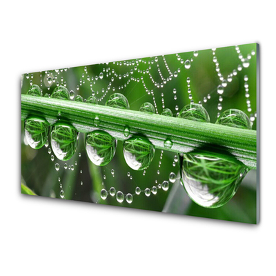 Tablou pe sticla Spider Web Dewdrops Floral alb