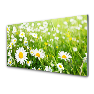 Tablou pe sticla Daisy Floral Alb Galben Verde