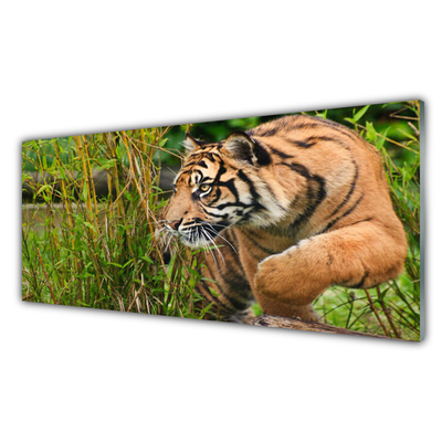 Tablou pe sticla Tigru Animale Maro Negru