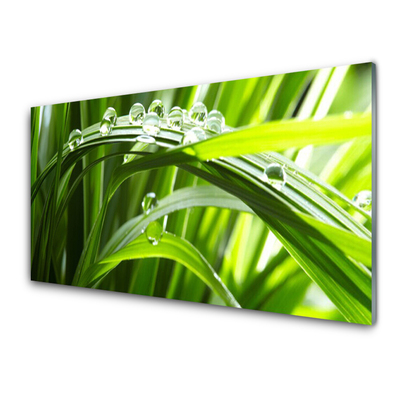 Tablou pe sticla Iarbă Picături de apă Natura verde