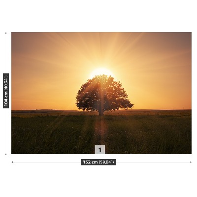 Fototapet Arborele Sunrise