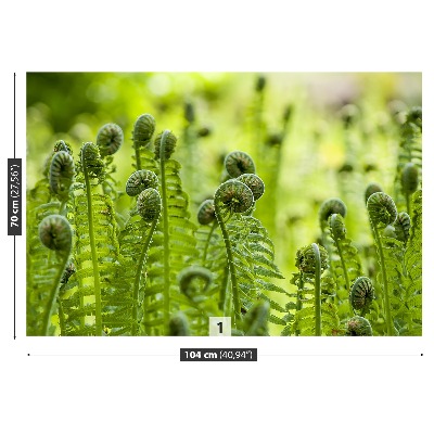 Fototapet Green Fern