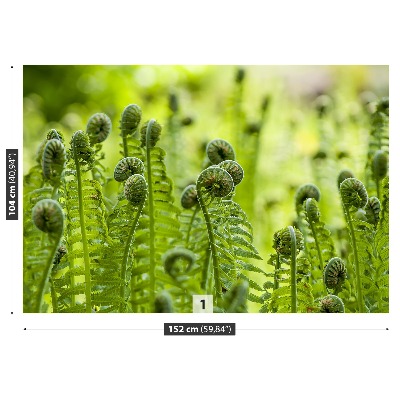 Fototapet Green Fern