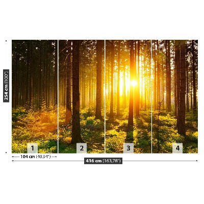 Fototapet Forest Sun