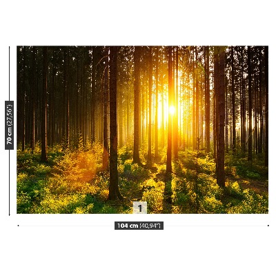 Fototapet Forest Sun