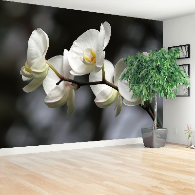 Fototapet White Orchid