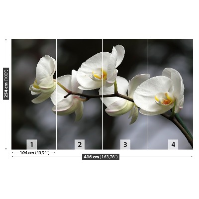 Fototapet White Orchid