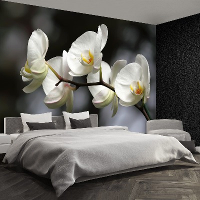 Fototapet White Orchid