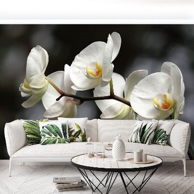 Fototapet White Orchid