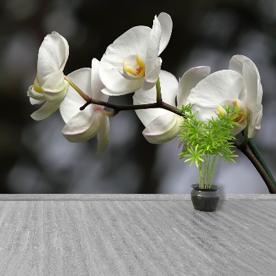 Fototapet White Orchid