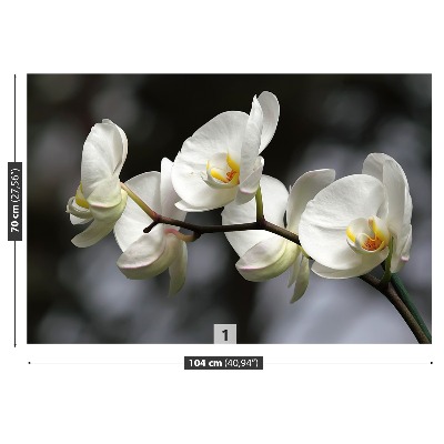 Fototapet White Orchid