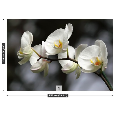 Fototapet White Orchid