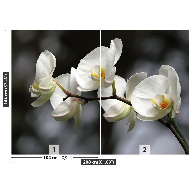 Fototapet White Orchid