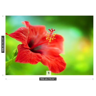 Fototapet Hibiscus roşu