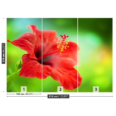 Fototapet Hibiscus roşu