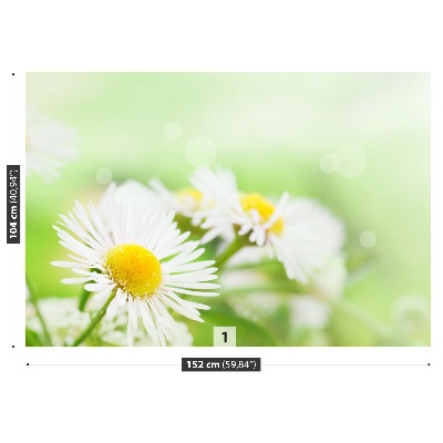 Fototapet Green Daisy