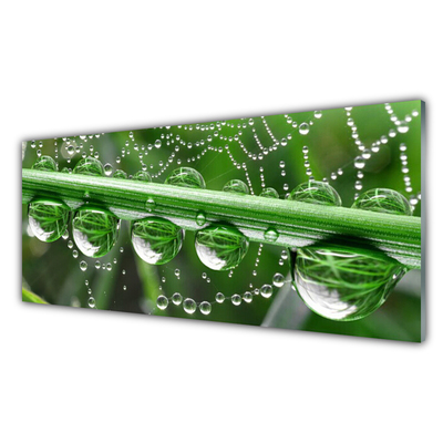 Tablouri acrilice Spider Web Dewdrops Floral alb