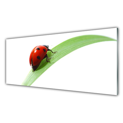 Tablouri acrilice Ladybird Beetle Natura Verde Roșu Negru