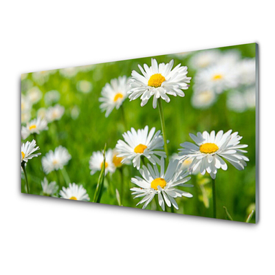 Tablouri acrilice Daisy Floral Galben Alb