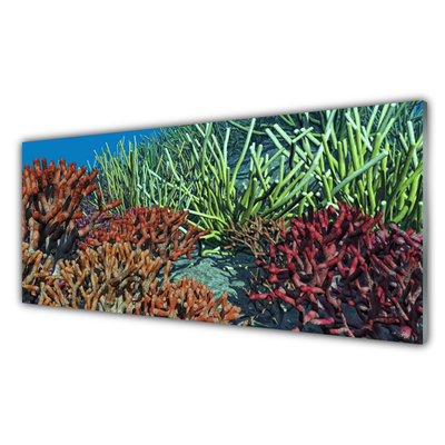 Panou sticla bucatarie Coral Reef Natura Multi