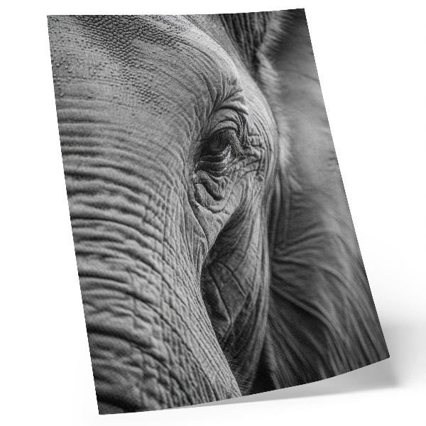 Poster în culori saturate Un ochi de elefant plin de texturi, armonie și pace.