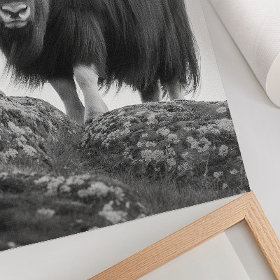 Poster în culori saturate Alb-negru animal natură crudă eleganță