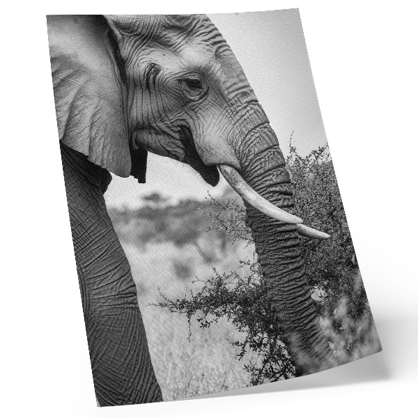 Grafică modernă pe pânză Elefant prim-plan frumusețe naturală armonie de texturi