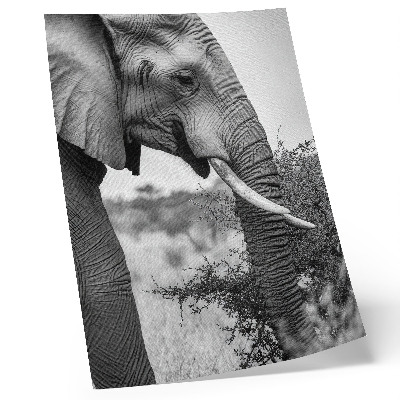 Grafică modernă pe pânză Elefant prim-plan frumusețe naturală armonie de texturi