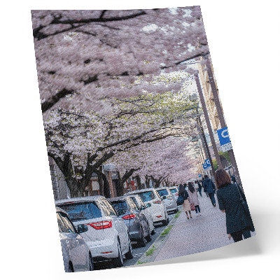 Poster în culori saturate O stradă cu flori de cireș și mașini parcate