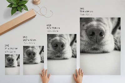 Poster în culori saturate Prim-plan al unui câine alb-negru textură minimalism