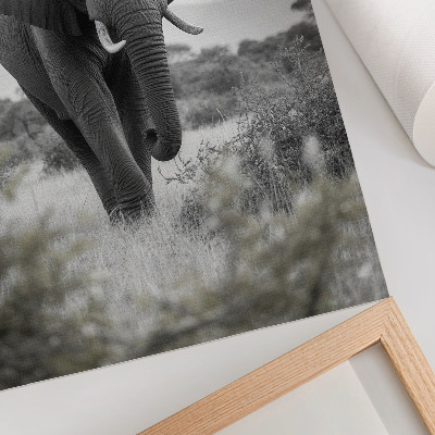 Poster rezistent pentru perete Un elefant mare pe un fundal natural