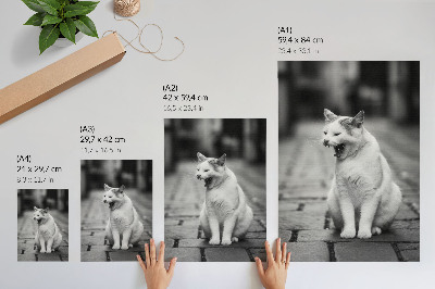 Poster rezistent pentru perete Pisică adorabilă pe o stradă pietruită cu o estetică alb-negru