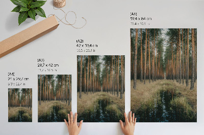 Poster rezistent pentru perete Peisaj forestier simplu, simetrie a pădurii înalte