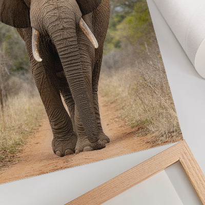 Poster în culori saturate Elefant pe o potecă într-un peisaj african