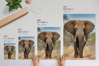 Poster în culori saturate Elefant pe o potecă într-un peisaj african