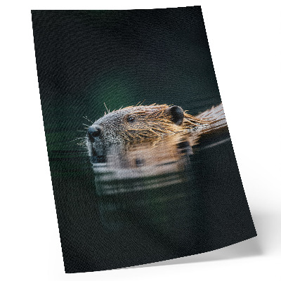 Poster în culori saturate Castor în apă, natură pașnică, sălbăticie